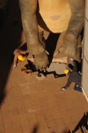 Installation of Dinosaur Sculptures in Parking Garage