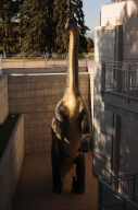 Installation of Dinosaur Sculptures in Parking Garage