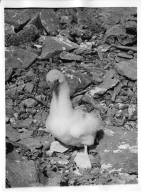 Brown Booby chick