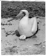 Blue-faced Booby and egg