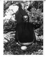 Brown Booby and egg