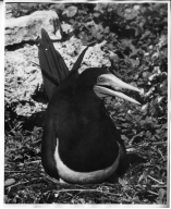 Brown Booby and eggs