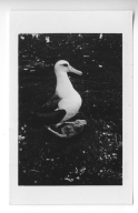Laysan Albatrosses