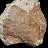 Fossil Leaf From Castle Rock, Colorado