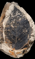 Fossil Leaf From Castle Rock, Colorado