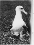 Laysan Albatrosse