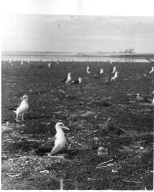 Laysan Albatrosse