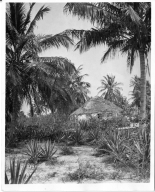 A Bahamian home