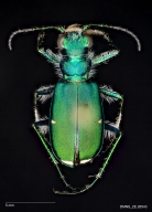 Green claybank tiger beetle