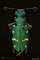 Boreal long-lipped tiger beetle