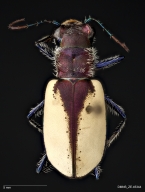 St. Anthony dune tiger beetle