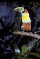 Red-breasted Toucan, also called Green-billed Toucan