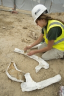 Thornton Torosaurus Excavation