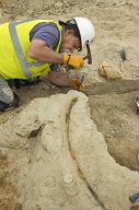 Thornton Torosaurus Excavation