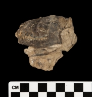 Loxolophus specimen