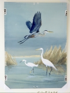 Great Blue Heron, Snowy Egret, and Common Egret