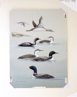Red-throated Loon,  Arctic Loon, Common Loon, and Yellow-billed Loon