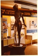 HOL Transparent Anatomical Mannequin