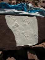 Latexed slab showing Ichniotherium, Tambachichnium, and Dimetropus footprints.