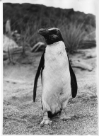 Napier Penguin