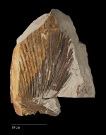 Fossil frond