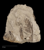Fossil leaf