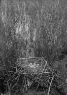Nest & Eggs of Coot