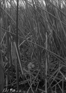 Nest & Eggs of Bittern