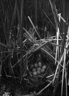 Nest & Eggs of Virginia Rail