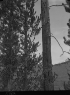Lodge Pole Pine near Grant