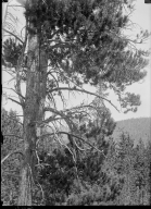 Pine Tree Study Near Grant