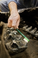 Brushing Mastadon skull teeth in Paleo Lab from Snomastadon Excavation