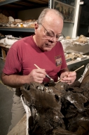 Working on a Bison Jaw from Snomastadon Excavation in Paleo Lab