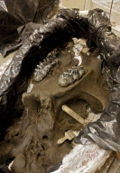 Mastadon skull in Paleo Lab from Snomastadon Excavation