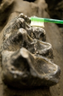 Mastadon skull teeth in Paleo Lab from Snomastadon Excavation