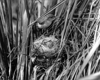 Millerbird at nest. Laysan Island
