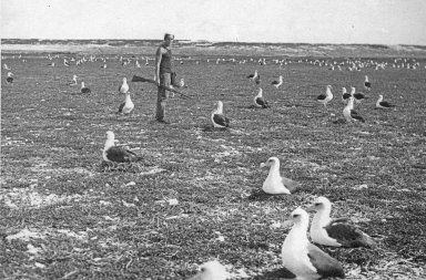 Laysan Albatross nesting colony