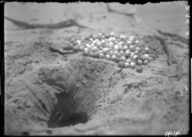 Turtle eggs & cavity where deposited