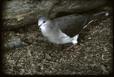 White-fronted Dove