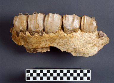 Aphelops malachorhinus longinaris, maxilla