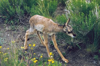 Pronghorn fawn