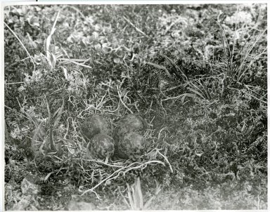 Aleutian Sandpiper nest and eggs