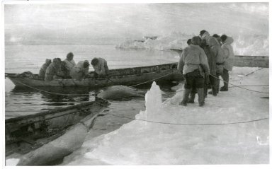 Eskimo whalers removing whale from boats and preparing to haul whale ashore