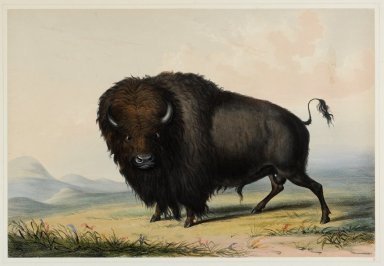 The American Buffalo.