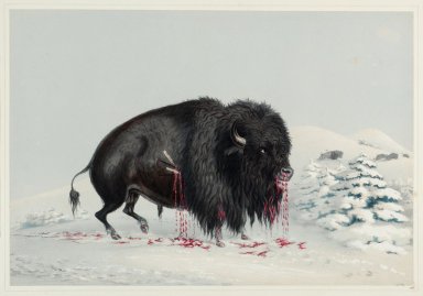 Wounded Buffalo Bull.