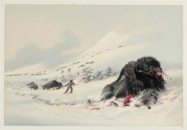 Buffalo Hunt. Dying Bull in a Snow-Drift.