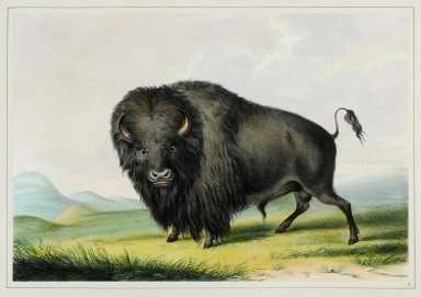 The American Buffalo.