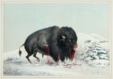 Wounded Buffalo Bull.