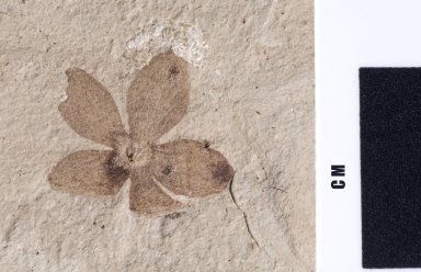 Fossil flower, PC088