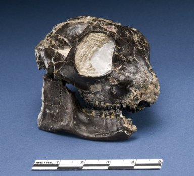 Smilodectes Gracilis Skull and Mandible with ruler